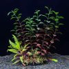 Artificial Coral Fish Tank Decoration Emulates Starfish Resin Reef Landscape Aquarium Decoration Craft Tabletop Decoration